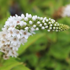 Lysimachia clethroides