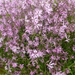 Lychnis flos-cuculi