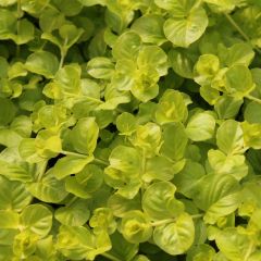 Lysimachia nummularia ‘Aurea’