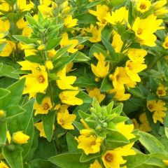 Lysimachia punctata