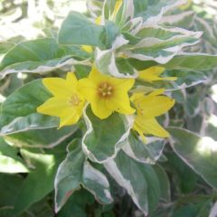 Lysimachia punctata ‘Alexander’