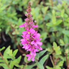 Lythrum salicaria ‘Robert’