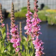 Lythrum salicaria 'Blush'