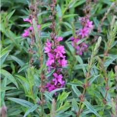 Lythrum virgatum 'Rose Queen'