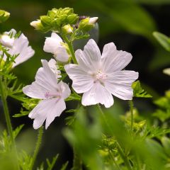 Malva moschata ‘Alba’