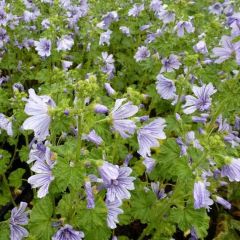 Malva sylvestris Marina® (=‘Dema’)