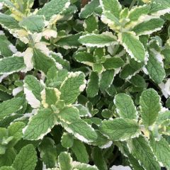 Mentha rotundifolia ‘Variegata’