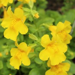 Mimulus luteus