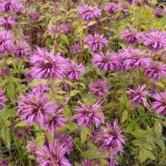 Monarda ‘Aquarius’