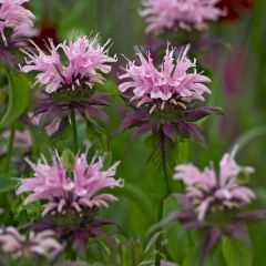 Monarda ‘Beauty of Cobham’