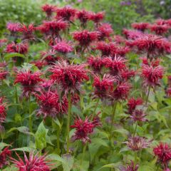 Monarda ‘Cambridge Scarlet’