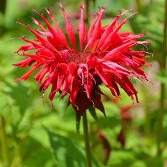 Monarda ‘Gardenview Scarlet’