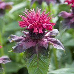 Monarda ‘Petite Delight’