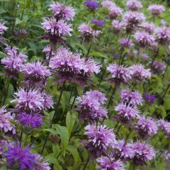 Monarda ‘Prärienacht’