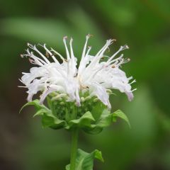 Monarda ‘Schneewittchen’