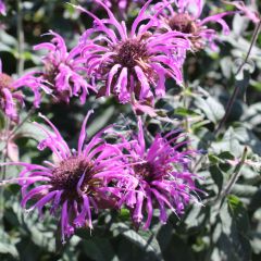 Monarda ‘Scorpion’