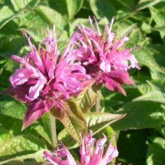 Monarda ‘Twins’