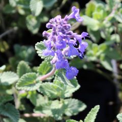 Nepeta faassenii