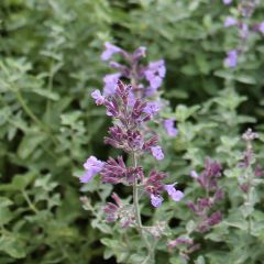 Nepeta faassenii ‘Six Hills Giant’