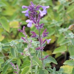 Nepeta faassenii ‘Walker’s Low’