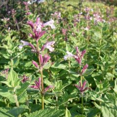 Nepeta grand. 'Dawn To Dusk'