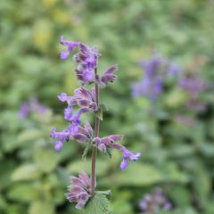 Nepeta mussinii