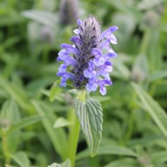 Nepeta nervosa