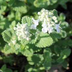 Nepeta racemosa ‘Snowflake’