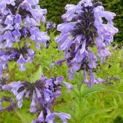 Nepeta sibirica