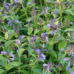 Nepeta subsessilis