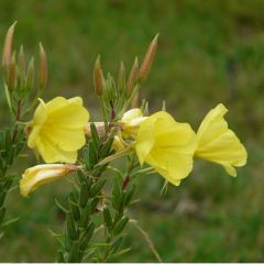 Oenothera fruticosa ‘Sonnenwende’