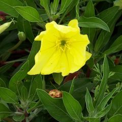 Oenothera macrocarpa