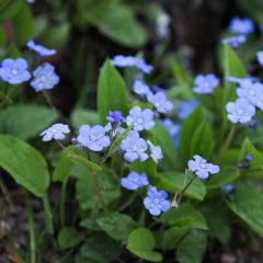 Omphalodes verna