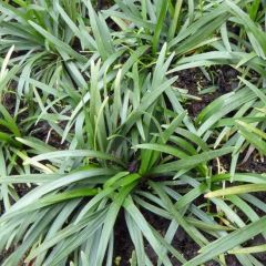 Ophiopogon japonicus ‘Minor’