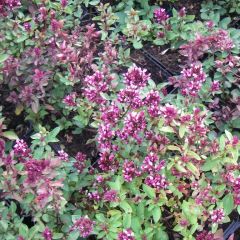 Origanum laevigatum ‘Herrenhausen’