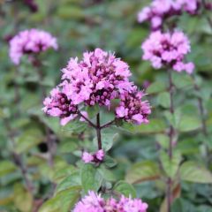 Origanum laevigatum ‘Rosenkuppel’