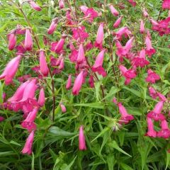 Penstemon ‘And. An F. Hahn’ (= ‘Garnet’)