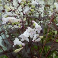 Penstemon digitalis ‘Husker Red’