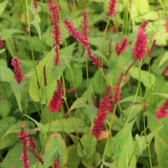 Persicaria ampexicaulis 'Blackfield'®