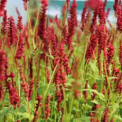 Persicaria ampexicaulis 'Taurus'