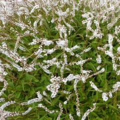 Persicaria ampexicaulis 'White Eastfield'