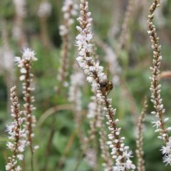 Persicaria amplexicaulis ‘Alba’