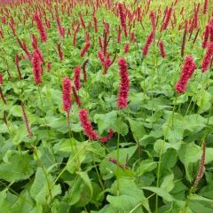 Persicaria amplexicaulis ‘Fat Domino’®