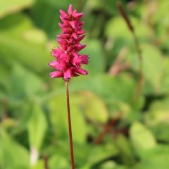 Persicaria amplexicaulis ‘Inverleith’