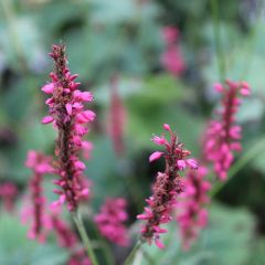 Persicaria amplexicaulis ‘J.S. Caliente’®