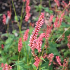 Persicaria amplexicaulis ‘Orange Field’®