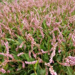 Persicaria amplexicaulis ‘Pink Elephant’®