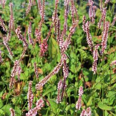 Persicaria amplexicaulis ‘Rosea’