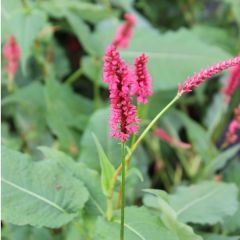 Persicaria amplexicaulis ‘Speciosa’