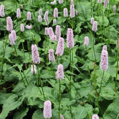 Persicaria bistorta ‘Superba’